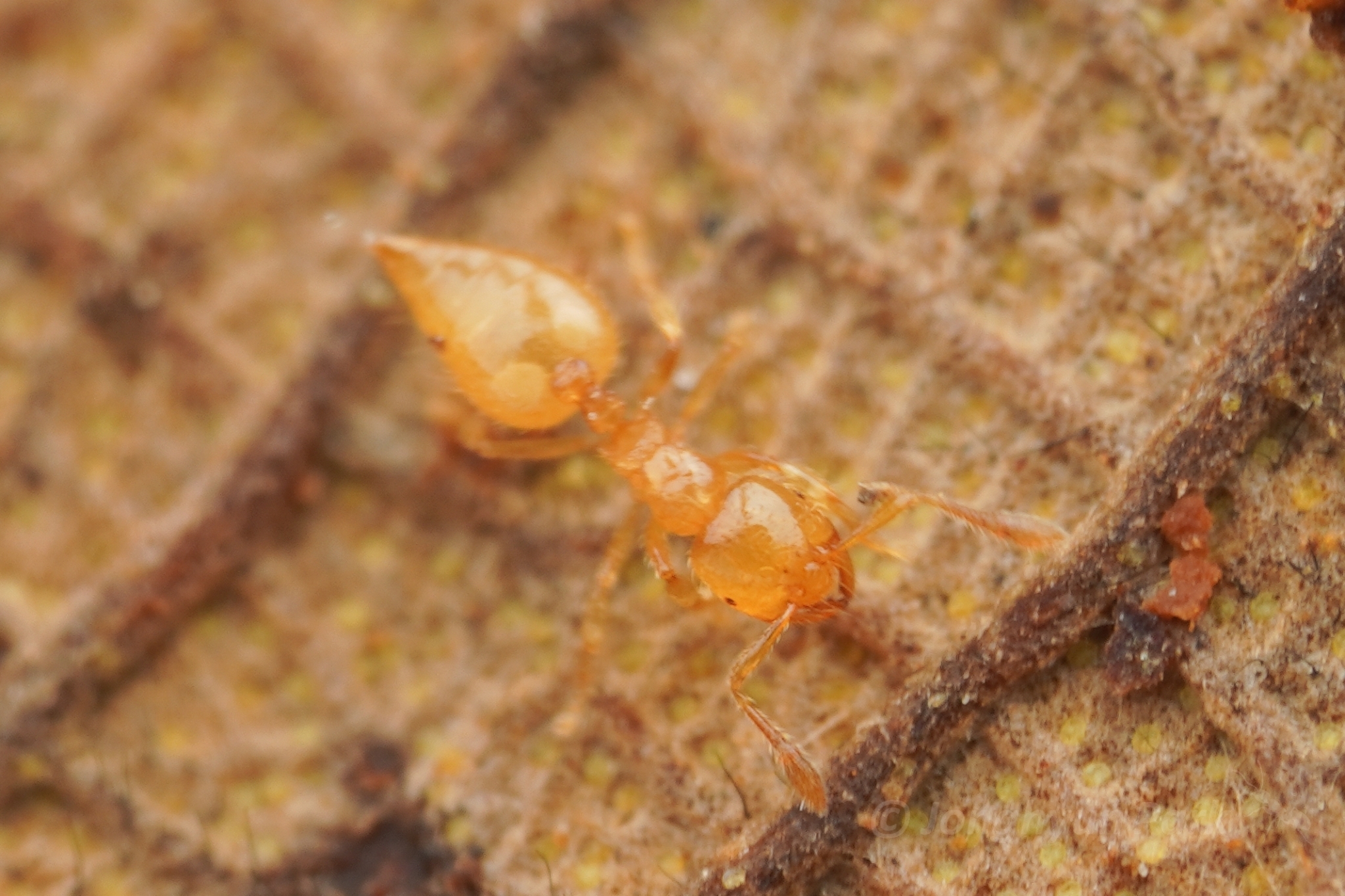 Crematogaster masukoi