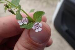 Clinopodium brownei