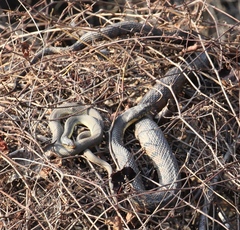 Nerodia erythrogaster
