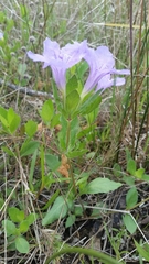 Ruellia caroliniensis heteromorpha