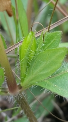 Ruellia caroliniensis heteromorpha