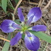Iris brevicaulis - Photo (c) Andy Newman, μερικά δικαιώματα διατηρούνται (CC BY-NC), uploaded by Andy Newman