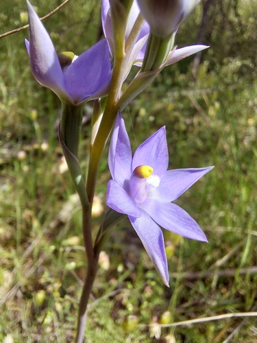 Image of Thelymitra arenaria by (c) Brendan Costello, some rights reserved (CC BY)