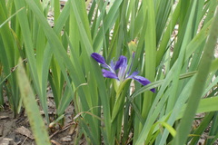 Iris brevicaulis