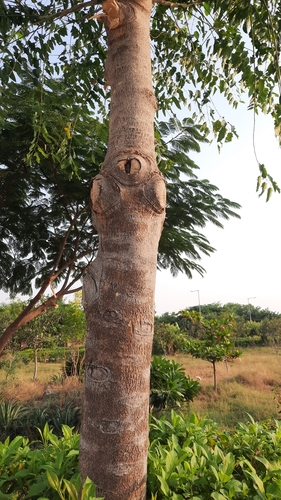 Image of Ailanthus excelsa by (c) Tarun Meena, some rights reserved (CC BY)