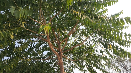 Image of Ailanthus excelsa by (c) Tarun Meena, some rights reserved (CC BY)