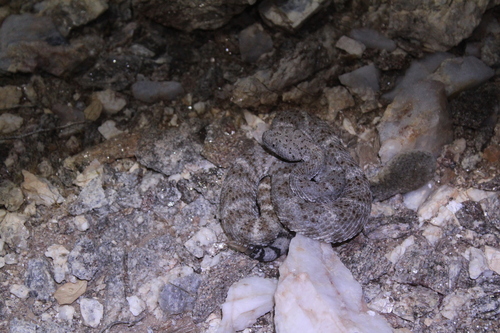 Isla Piojo Speckled Rattlesnake