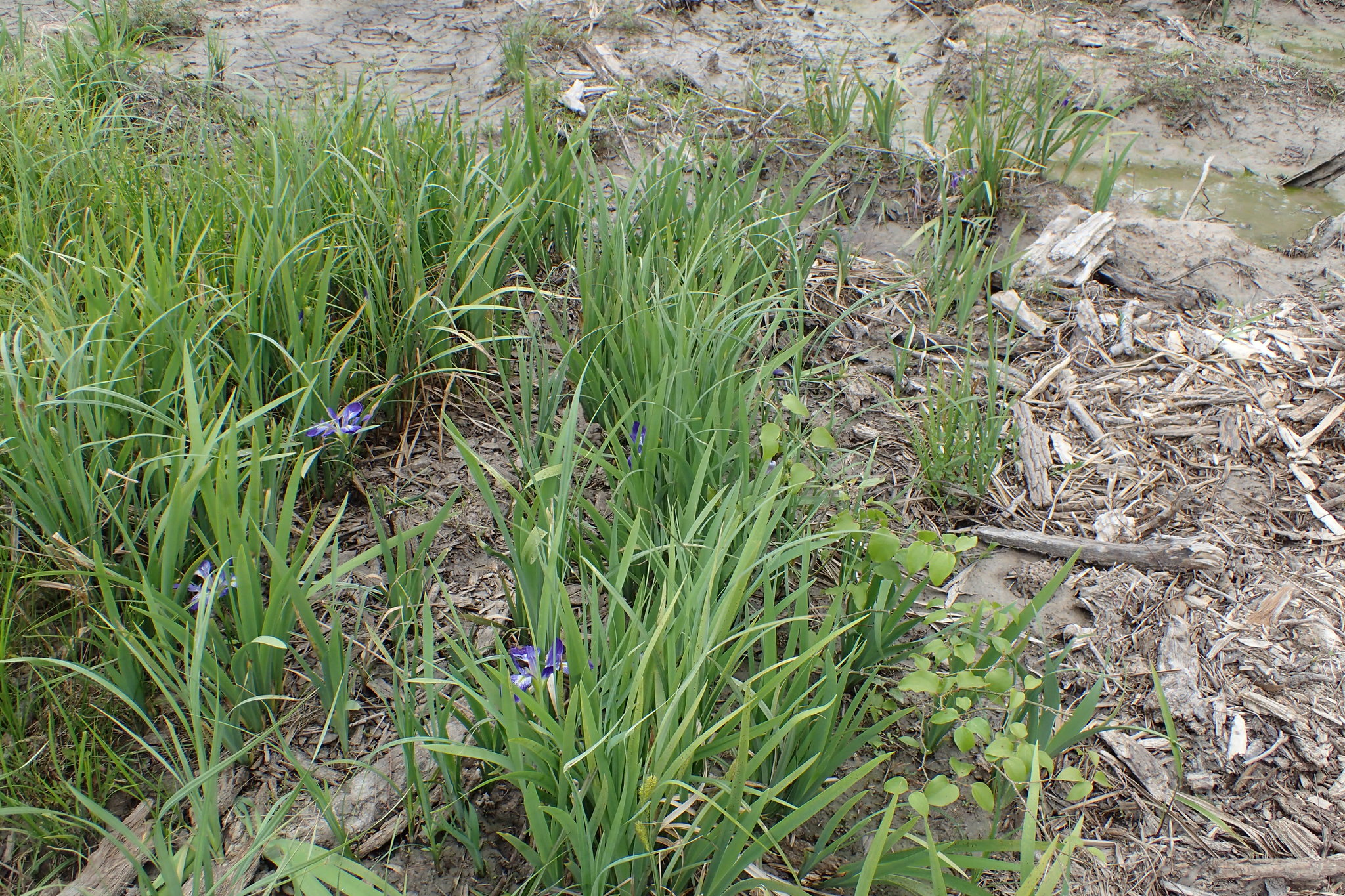 giant blue iris (Iris giganticaerulea) · iNaturalist United Kingdom