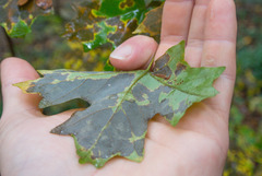 Acer leucoderme