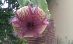 Stapelia grandiflora