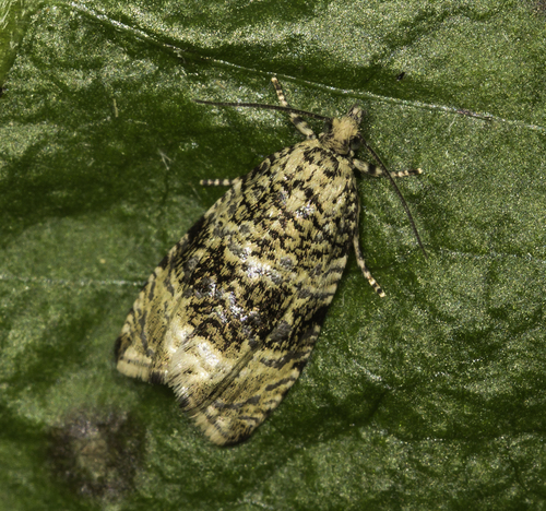 Syricoris lacunana nuotrauka