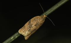 Clepsis neglectana