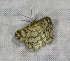 Heliomata glarearia