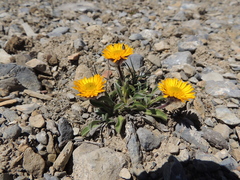 Erigeron aureus