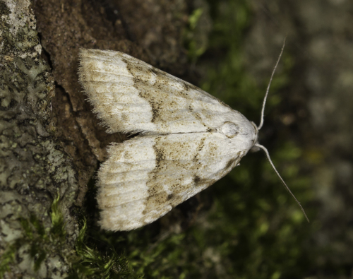 Scarce Black Arches