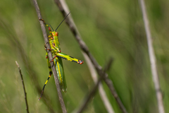 Zoniopoda tarsata
