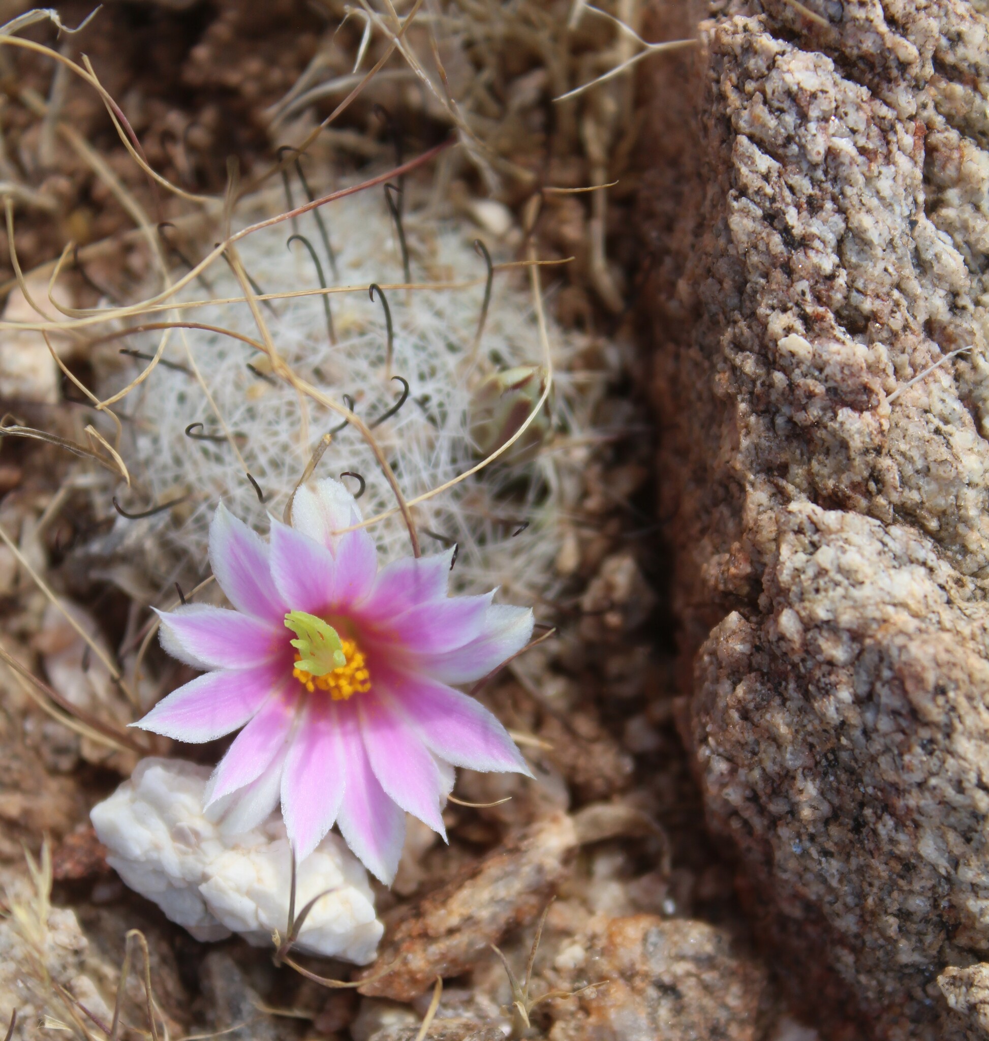 Mammillaria insularis
