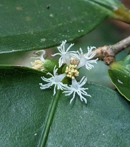 Cassipourea