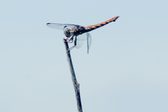 Orthemis nodiplaga