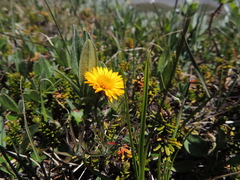 Erigeron aureus