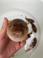 Red Spot Puffer photo 3