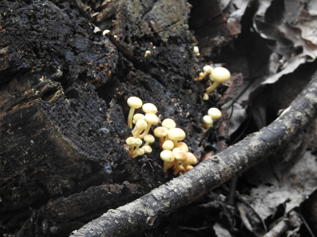 Hypholoma fasciculare · July 2023 · photo: © carancho (iNaturalist, cc-by)