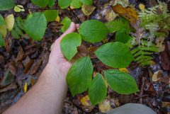 Calycanthus floridus