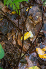Calycanthus floridus