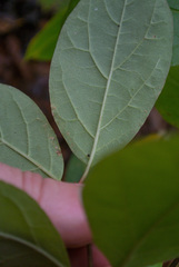 Calycanthus floridus