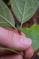 Calycanthus floridus