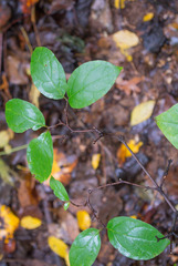 Calycanthus floridus