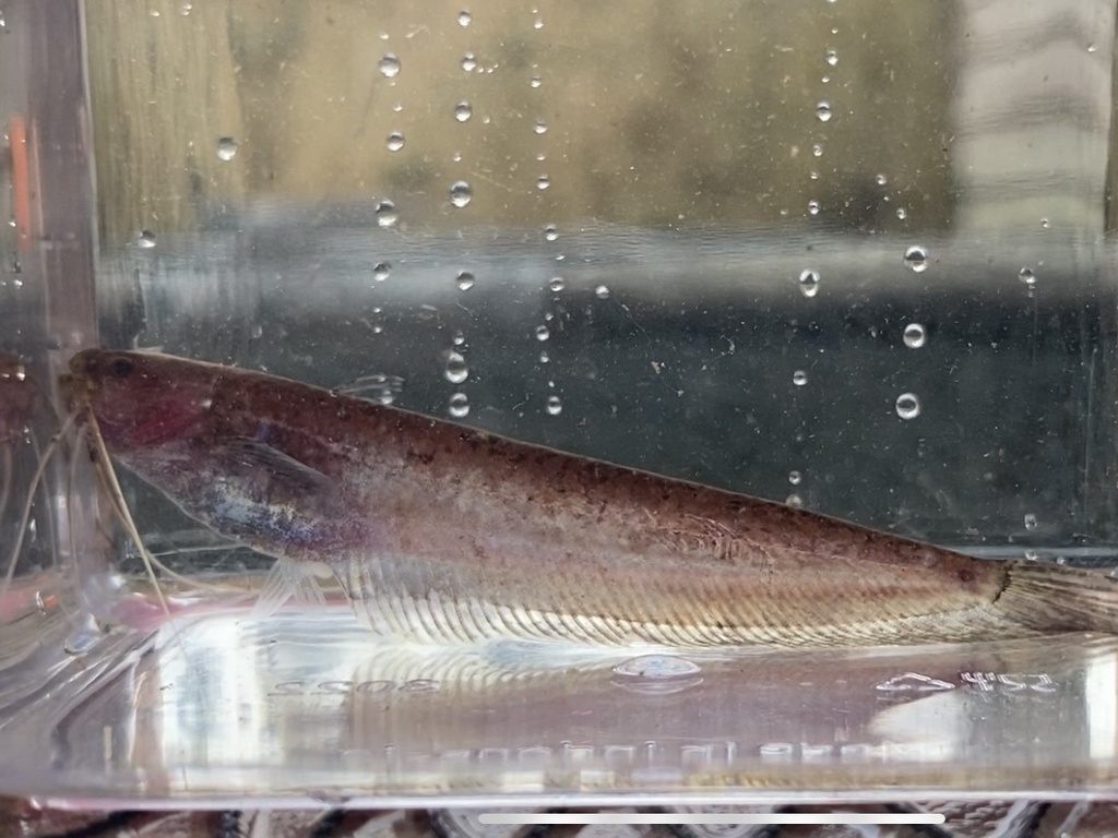 Silurichthys phaiosoma