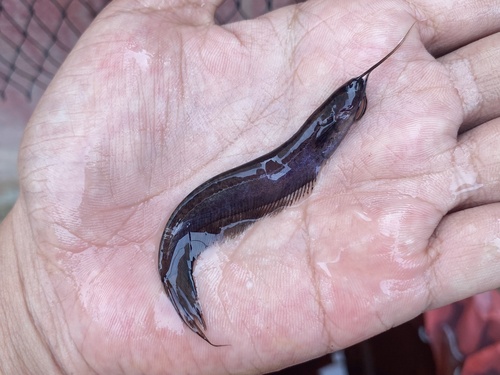 Dusky sheatfish (Silurichthys phaiosoma) — Siluridae
