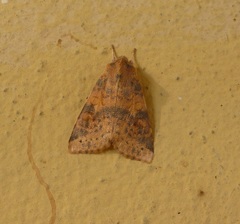 Xanthia ocellaris