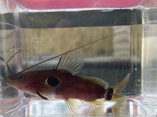 Twospot catfish (Mystus bimaculatus) — Bagridae