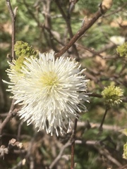 Fothergilla ×intermedia