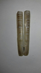 Ensis minor