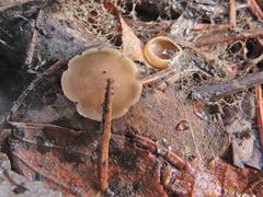 Ciboria coryli