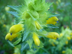 Rhinanthus serotinus aestivalis