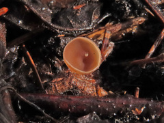 Ciboria coryli