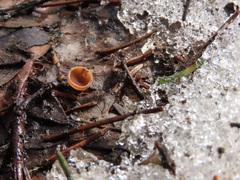 Ciboria coryli