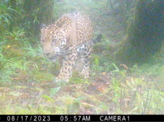 Panthera onca image