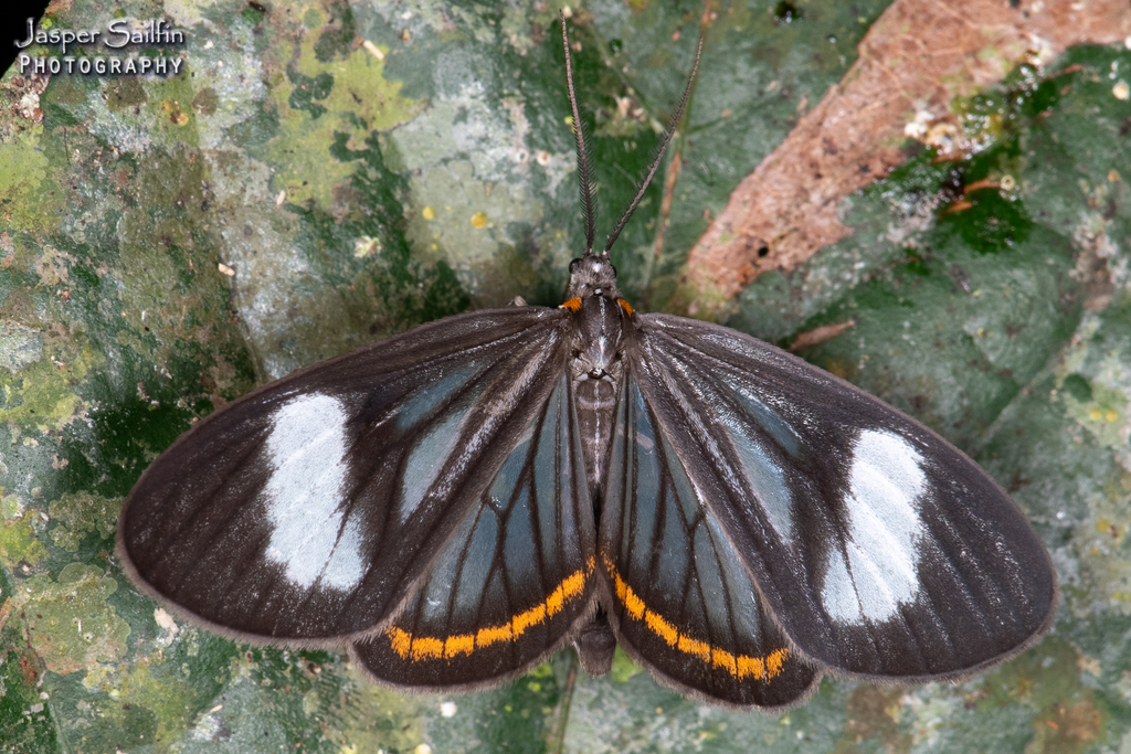 Dioptis curvifascia