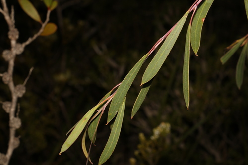 Image of Eucalyptus sepulcralis by (c) Greg Tasney, some rights reserved (CC BY-SA)