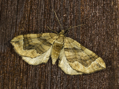 Pelurga comitata
