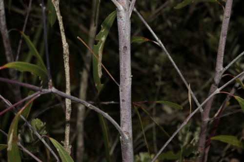 Image of Eucalyptus sepulcralis by (c) Greg Tasney, some rights reserved (CC BY-SA)