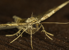 Pelurga comitata