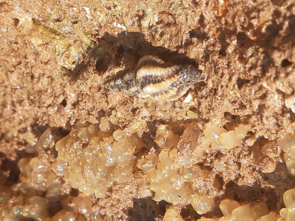 Latirus walkeri