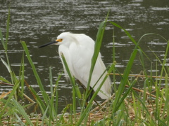 Egretta thula