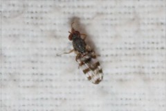 Pseudotephritina